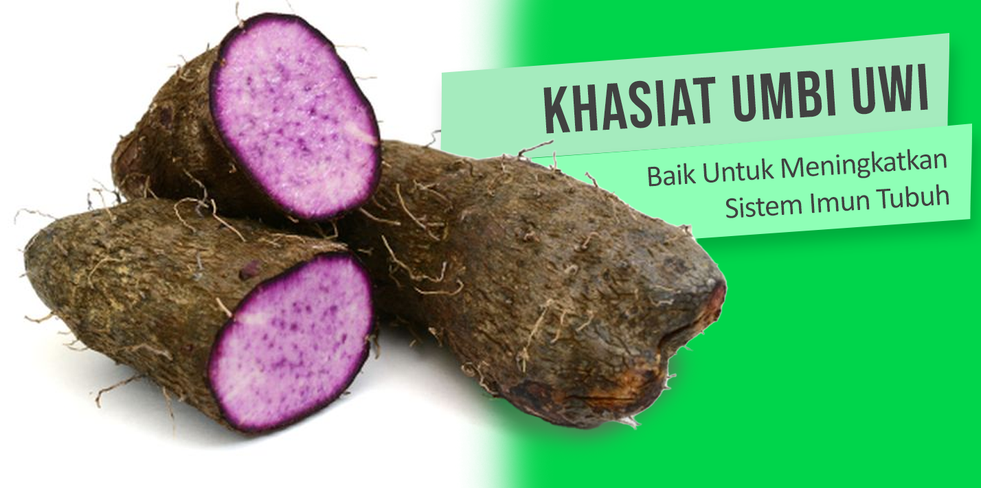 Khasiat Umbi Uwi Baik Untuk Meningkatkan Sistem Imun Tubuh